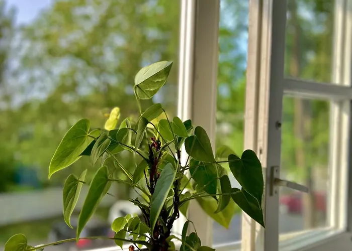 Pargi Katusekorter *